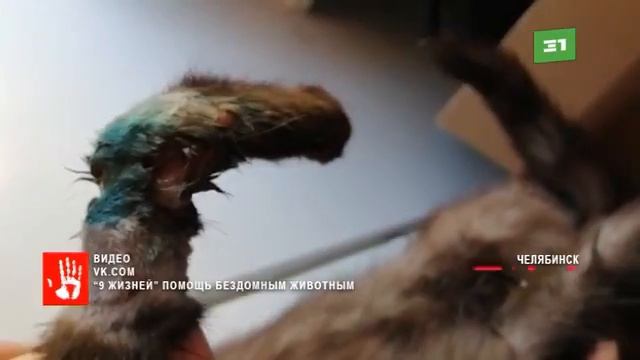 Котенка закрутило в двигателе авто Израненного животное нашли дети возле одного из домов Челябинск смотреть онлайн