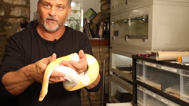 Dreamsicle Ball Python success! | The best ball python morph! смотреть онлайн