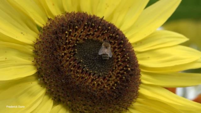 Plants for Bees and other pollinators, including honey bees, narrated. смотреть онлайн