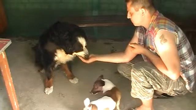 Дрессировка Цезаря День 6 смотреть онлайн