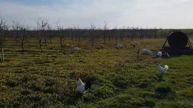 Эдильбаевские овцы торопятся домой. смотреть онлайн