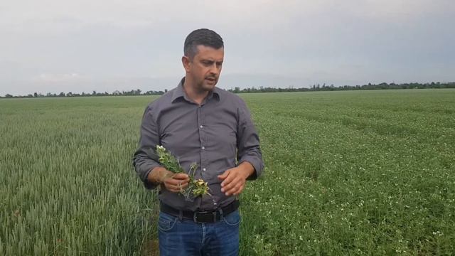 #zаметки с полей (1). Сила гороха смотреть онлайн