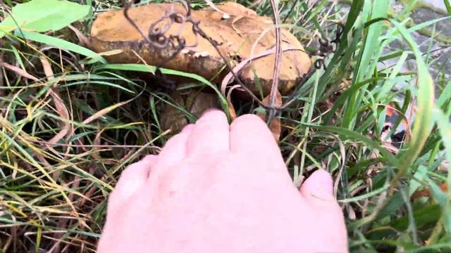 Грибы в городе смотреть онлайн