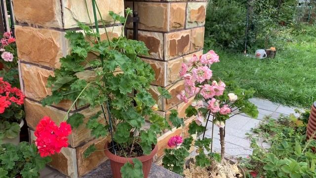Цветение сортовых пеларгоний ( крупняшки?) смотреть онлайн