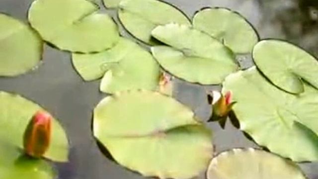 Растения для водоема смотреть онлайн