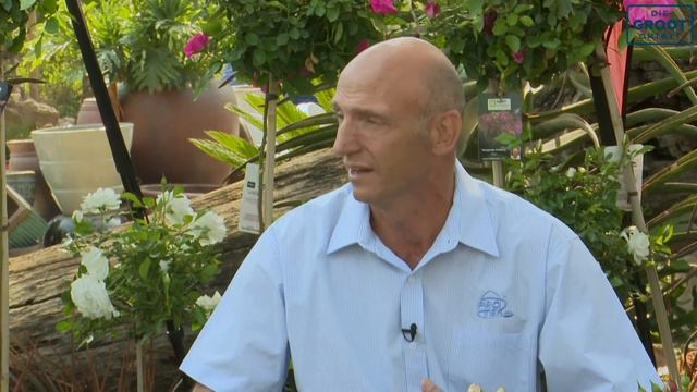 Hoe om ń roos tuin te plant смотреть онлайн