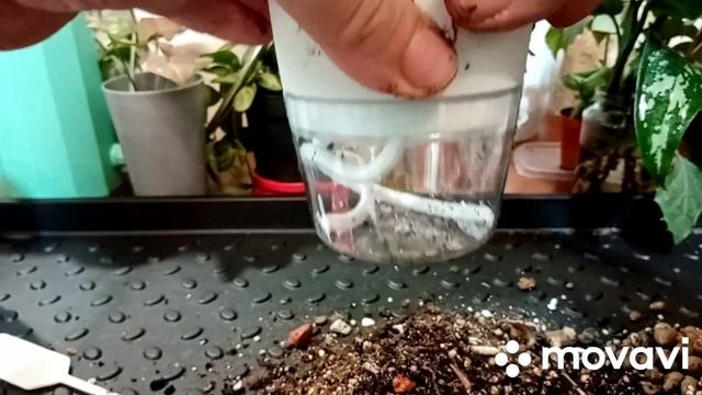 Пересадка сингониумов, посадка черенков Жар-птицы, аглонемы. черенкование Неон и Бразил. смотреть онлайн