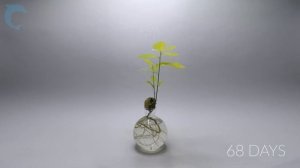 Таймлапс роста жёлудя в маленький дуб за полгода