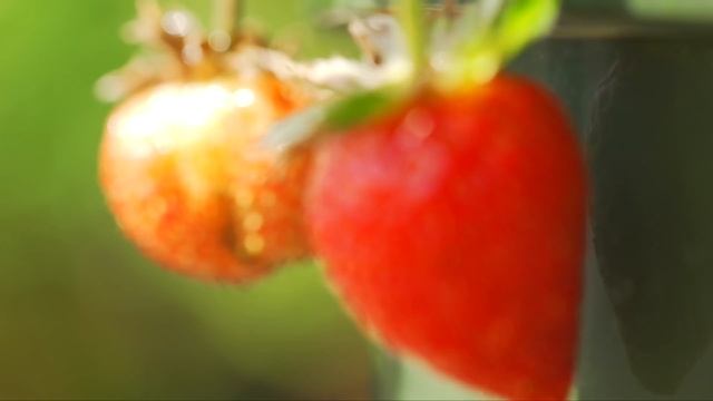 Продукт недели: клубника