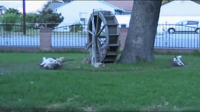 Круговой забег собачек смотреть онлайн