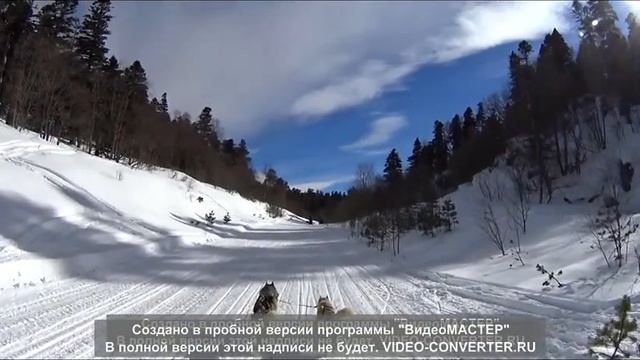 Поехали!!! Хаски в Лагонаки. Первый раз на собаках) смотреть онлайн