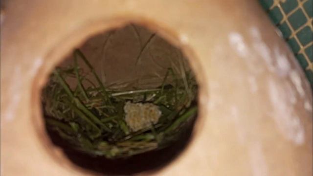 Java Finch Pair Eggs Hatching Start Masha Allah смотреть онлайн