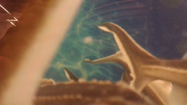 Видео. Живая рыба. Стерлядь. смотреть онлайн