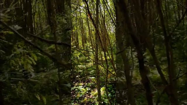 Если грибы есть то их на всех хватит! ? #грибы2023 #тихаяохота