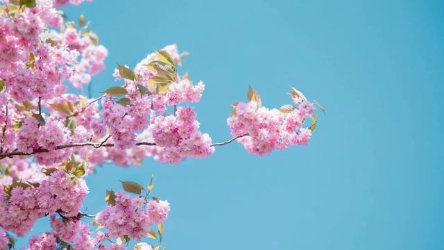 Эту музыку можно слушать вечно! Божественная музыка трогает душу! Лучшая музыка Сергей Грищук! #3 смотреть онлайн
