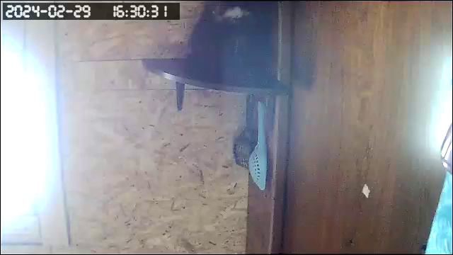 черные коты