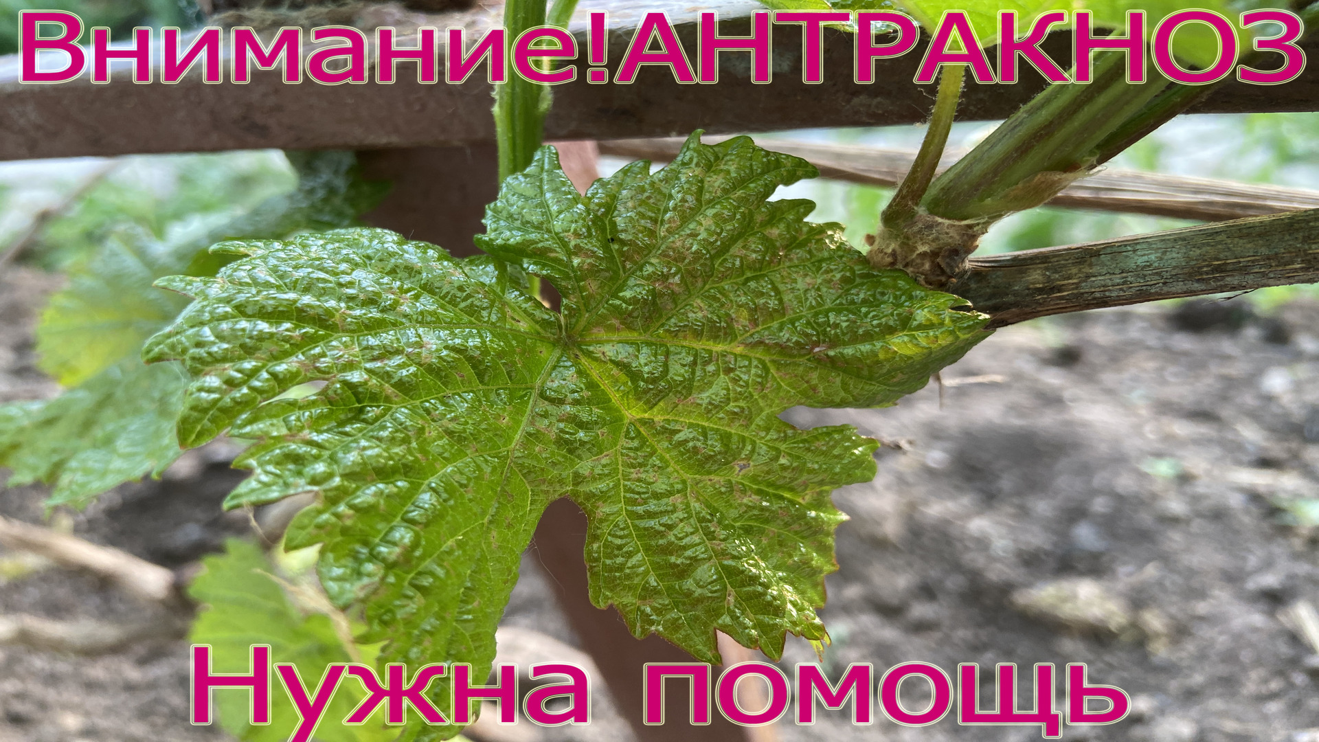 Внимание! Антракноз!!!Обработка винограда от антракноза.