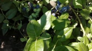 Сортовая голубика Chippewa & Northcountry  в Сибири.