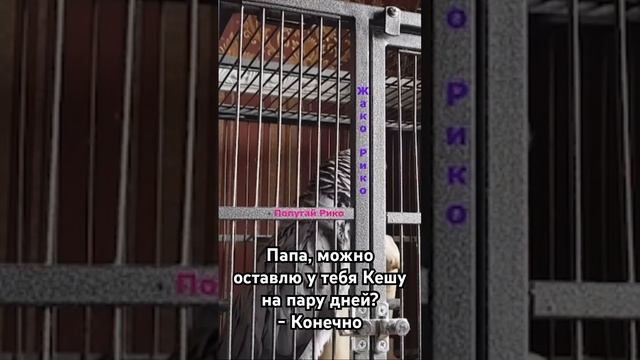 очень хочу такого попугая ? жиза