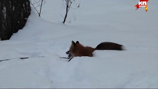Домашняя лиса Вилья и немецкая овчарка Кива на зимней прогулке смотреть онлайн