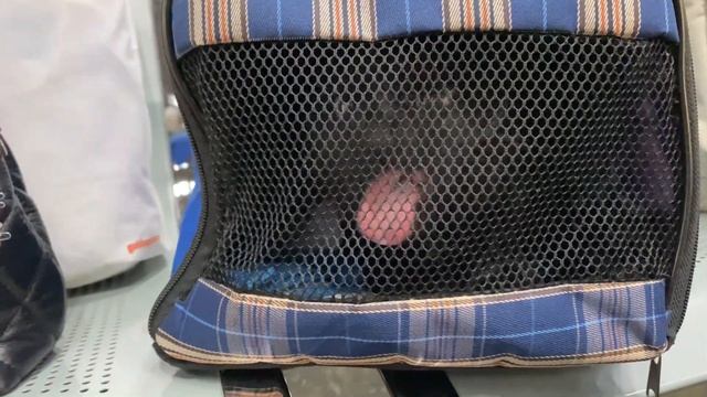 Из Казани в Казахстан с кошкой. Перевозка кошки в Казахстан на поезде. смотреть онлайн