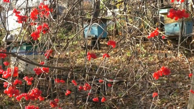 Чистят ли пчелы свое гнездо поздней осенью смотреть онлайн