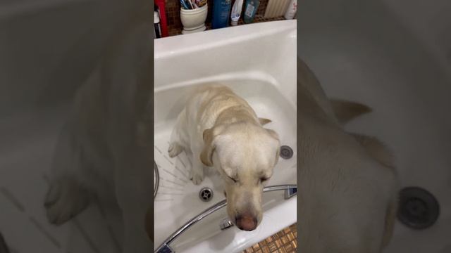 Сальма идет мыть лапки смотреть онлайн