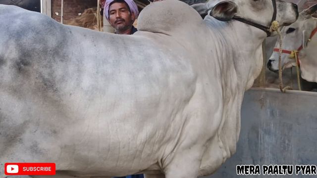 HEAVYWEIGHT ONGOLE COW OF 2024 FROM ROYAL DAIRY FARM GOLBARI #kolkatacow2024 #ongolecow смотреть онлайн