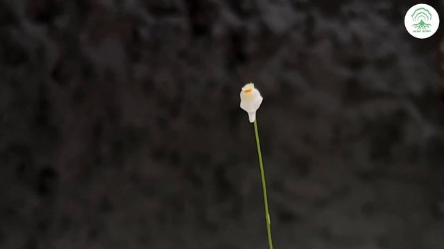 Growing Utricularia Caerulea “White Form” -Ep106 смотреть онлайн