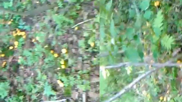 Грибной Даб!!! смотреть онлайн