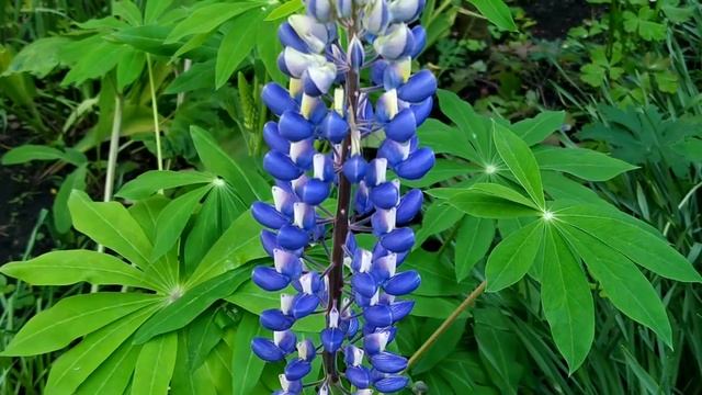 1 июня-ИВАН ДОЛГИЙ.Чтобы деньги липли.Первый подарок лета.Приметы.Поверья.Традиции смотреть онлайн