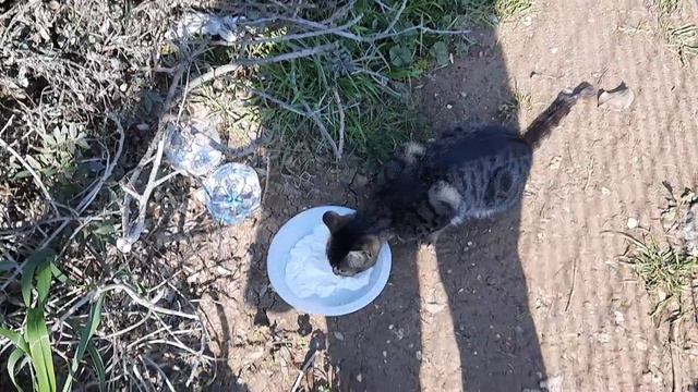 #кошки приходят в гости по утрам смотреть онлайн