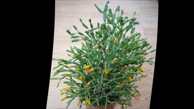 Хатиора уход