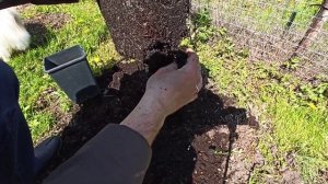 Посадка КОЛОНОВИДНОЙ яблони.Обзор саженца из питомника Никитенко Александра.