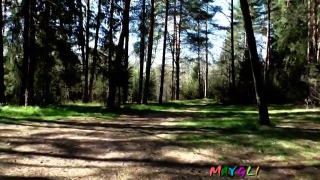 Новая окружнвя дорога в лесу Телеши. Плохая дорога, лесоповал. смотреть онлайн