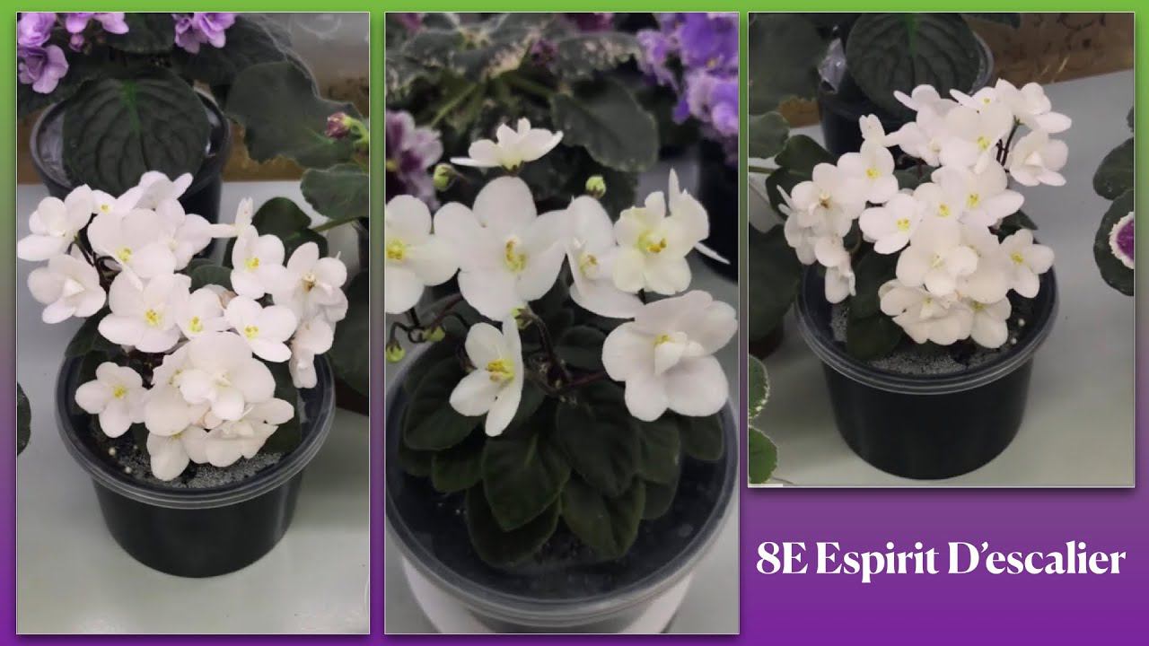 Эту фиалку можно спутать с пирожным со взбитыми сливками: держите подальше от стола :)