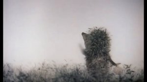 Ёжик в тумане-RYTP