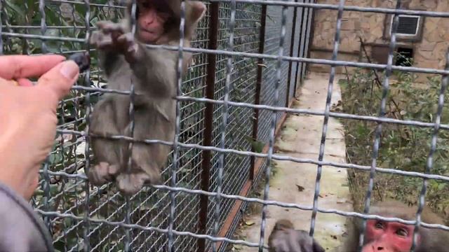Малыш в семье макак любит угощения! Тайган The kid in the macaque family loves treats! Taigan смотреть онлайн