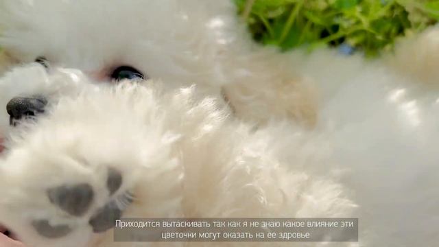 Первое путешествие на поезде с собакой || Первый выгул той-пуделя Юки || Vlog смотреть онлайн