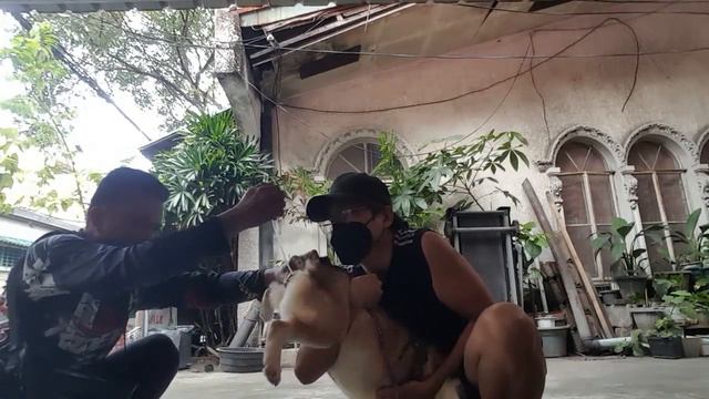 F1B POMSKIES -MICRO MINI SIBERIAN HUSKY PUPPIES : PROOF OF BREEDING #pomsky