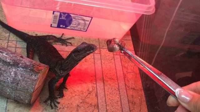 Южноазиатский варан кормление смотреть онлайн