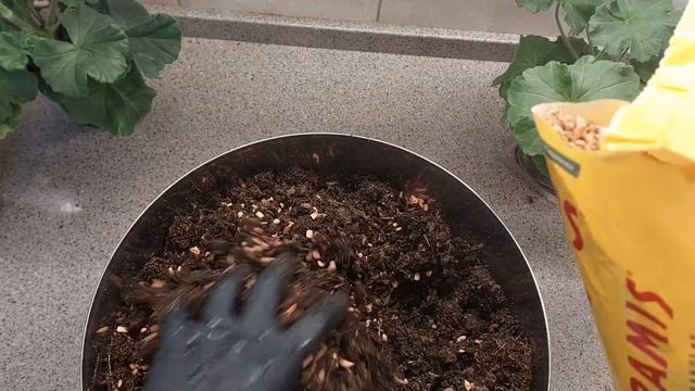 Lili's Rosella пеларгония требует срочной пересадки , готовлю питательный грунт !!!