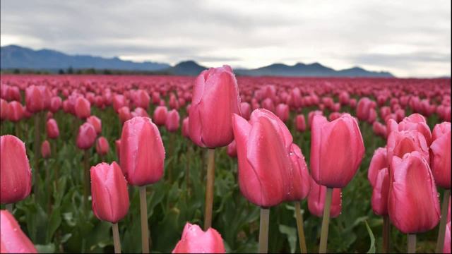 Relaxing music Tenderness of a tulip Нежность тюльпана смотреть онлайн