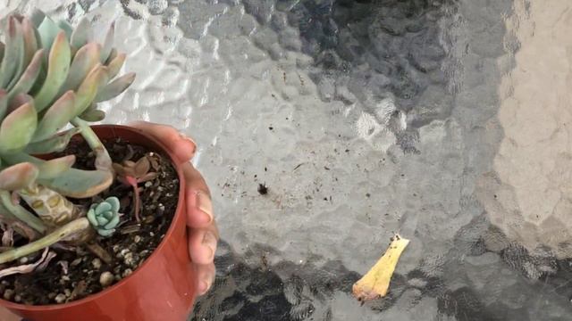 Nuevas Plantas En Mi Jardin смотреть онлайн