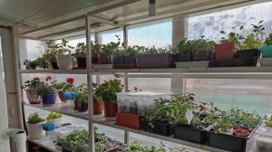 Сибирь. Делюсь опытом выращивания рассады в домашних условиях для реализации.