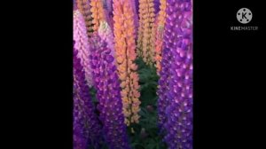 НОВАЯ ЗЕЛАНДИЯ | Как я переехал в Новую Зеландию |