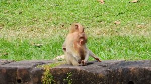 OH OMG..!! Help ! Poor Baby monkey I Mom Don't do does I Summary Video monkey I Lovely monkey clip