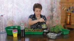 Биогумус для томатной рассады. Ускоряет приживаемость и рост