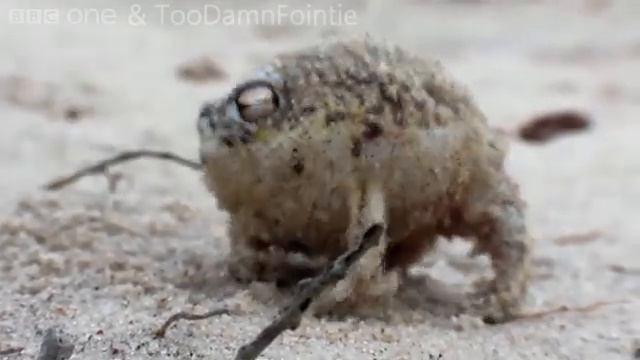 Как кричит дождевая лягушка смотреть онлайн