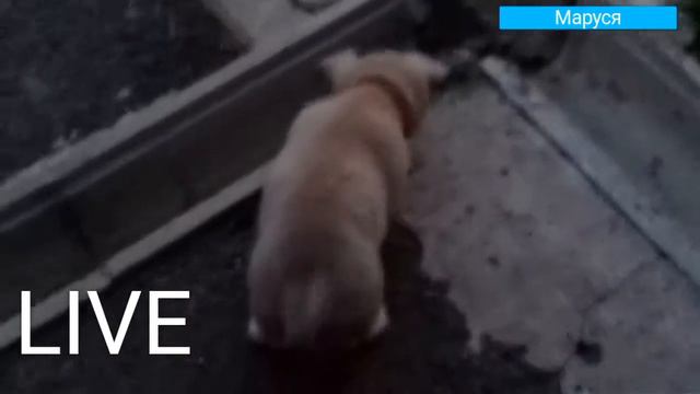 😁 Маруся Смешит Деток и Ее Все Гладят 😅 ВЛОГ#2 (МОНТАЖ ПРИСУДСТВУЕТ) смотреть онлайн